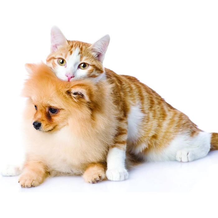 Щітка для собак Croci Fellbürste для короткої шерсті до 9 кг, колір 2