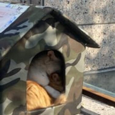 Кіт Будинок для Зовні, Зимостійкий, Водонепроникний, для Вуличних Кішок, 38x35x40см, Камуфляж