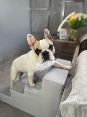 Сходинка для собак Velinda з 4 сходинками, також підходить для котів. Допомагає домашнім тваринам легко підніматися. Матеріал: піна. Колір: темно-синій