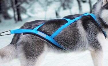 Шлея Northern Howl X-Back для байкджорингу, скіджорингу, канікросу, скутерінгу, їзди на санях для собак, синя, розмір S