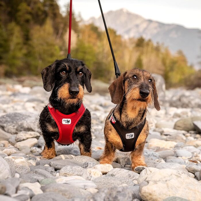 Шлейка для собак Curli Clasp Softshell, червона, 2XS