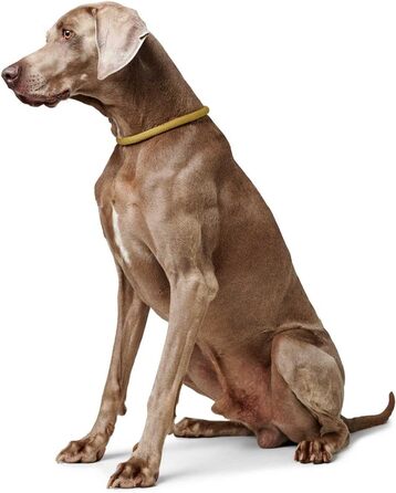 HUNTER Dressurhalsung FREESTYLE EIBY: регульована шлея для дрессури, жовта, L-XL