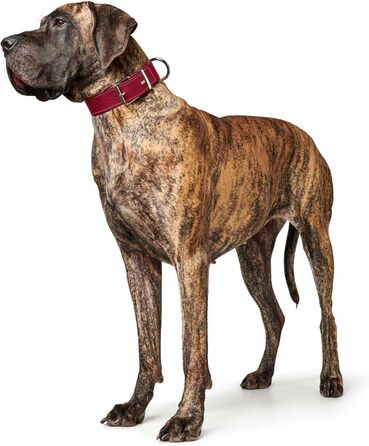 Нашийник для собак HUNTER AALBORG SPECIAL, червоний, шкіряний, міцний, комфортний (M)