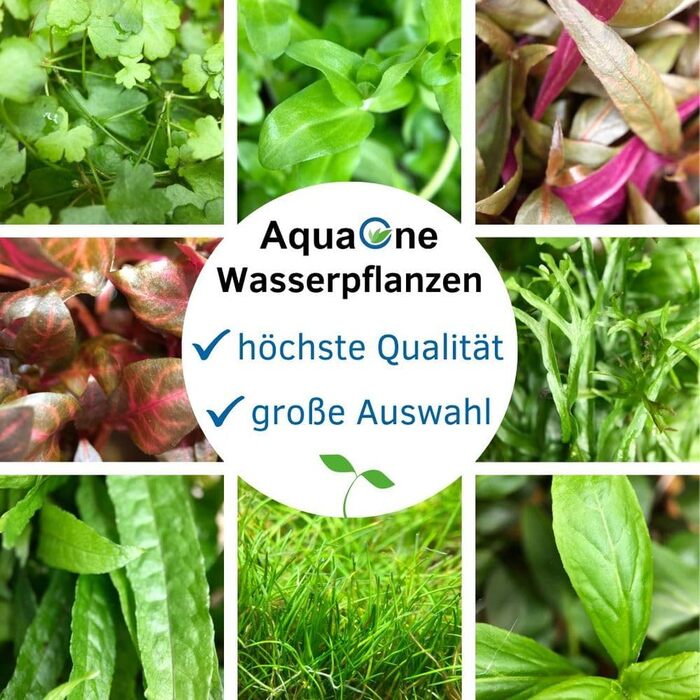 Акваріумна рослина Bucephalandra sp. 'Red' AquaOne, 3 шт, водна рослина для акваріума, повністю вкорінений кореневище, легкий догляд, для акваскейпінгу та декору