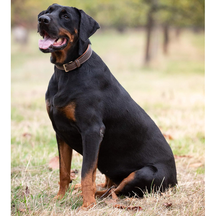 Нашийник для собак Джек Рассел з натуральної шкіри Amy - м'який, надійний, двошаровий нашийник для собак маленьких, середніх та великих порід (XS, Коричневий) XS (26.0-34.0 см)