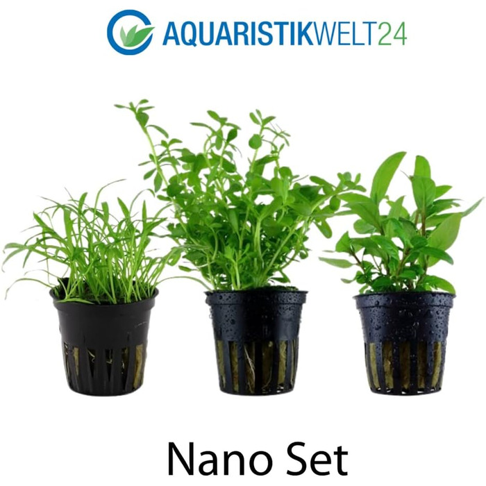 Набір акваріумних рослин AquaOne для нано-акваріума: 3 рослини — стеблова Hygrophila, ґрунтопокривна Eleocharis, аквасети для прісноводних акваріумів