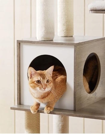 Високий когтеточка-комплекс для котів Feandrea (161 - 220 см)