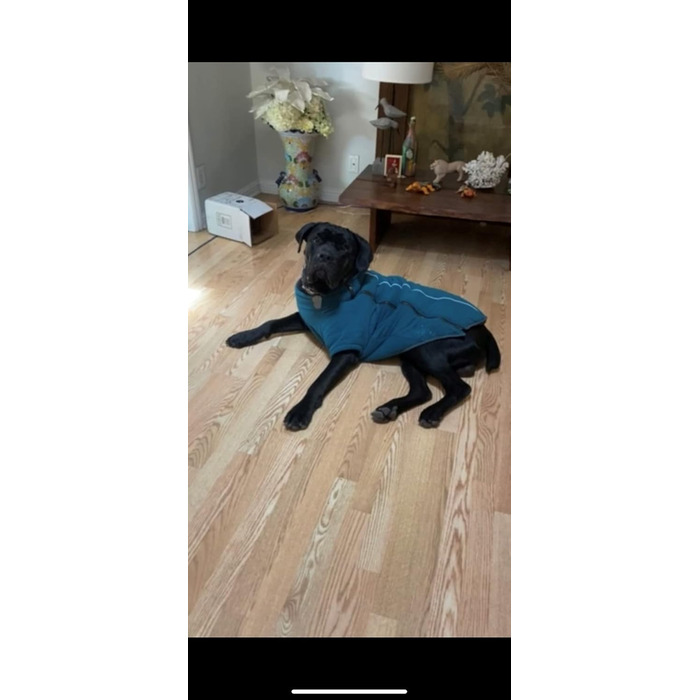 Теплий зимовий костюм для собак BoxDog з поларфлісу, блакитний | для маленьких собак, тепла піджака для собак