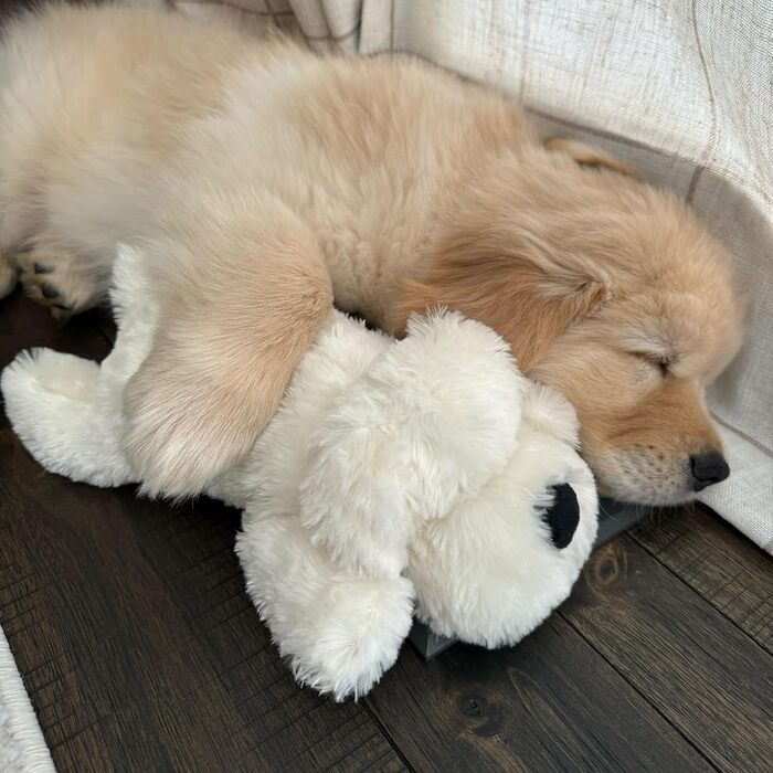Інтерактивна іграшка для цуценят SmartPetLove Snuggle Puppy Junior із імітацією серцебиття, заспокійлива м'яка іграшка для сну (золота)