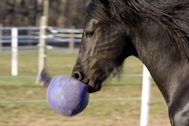 Іграшка м'яч для коней Horsemen Stolz Jolly Ball 25 см, фіолетовий, універсальний