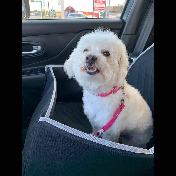 Набір собачого ошейника та повідка з блискітками ETOPARS, ошийник та повідка для собак та котів (Червоний, M)