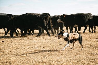 Куртка для собак Carhartt Firm Duck Insulated, чорний колір