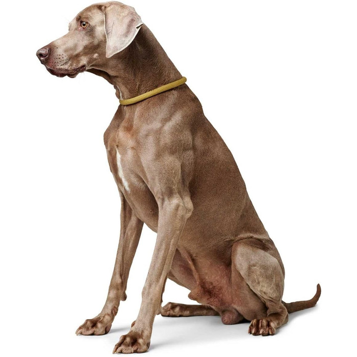 HUNTER Dressurhalsung FREESTYLE EIBY: регульована шлея для дрессури, жовта, L-XL