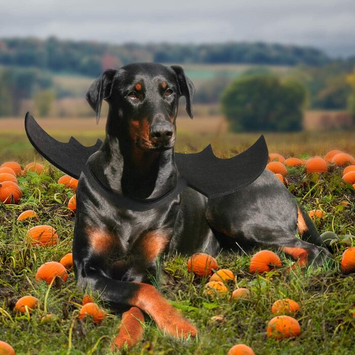 Костюм кажана для собак Rypet, карнавальний костюм для тварин, костюм із крилами для собак та котів, XL, X-Large