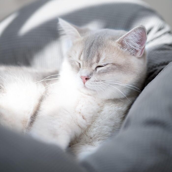 Кішка лежанка CheerPals, велика, 55x55 см, м'яка, сіра, для сну, стильна