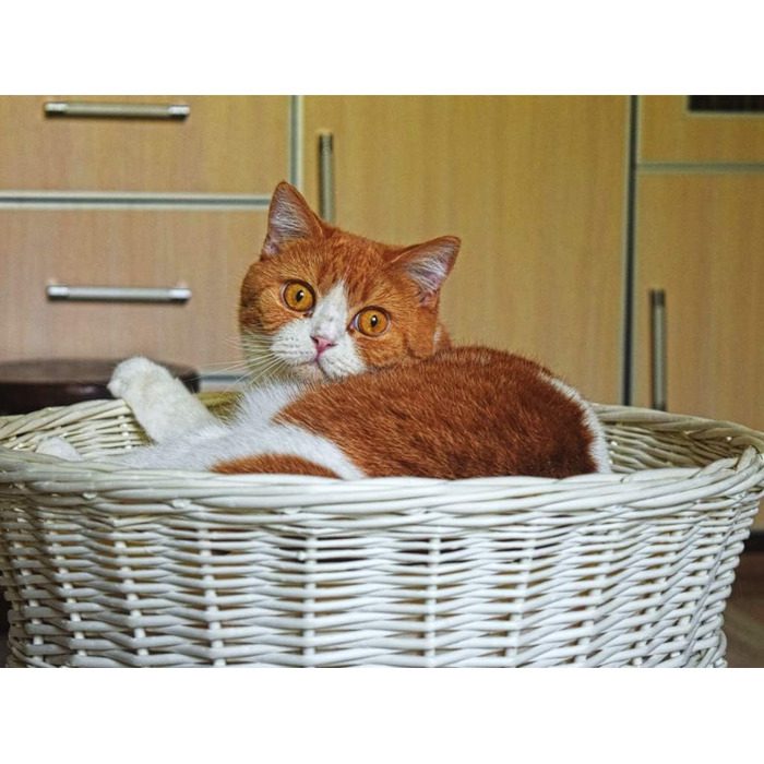 Кігтеточка-будиночок для котів, 50 см, з подушкою, з плетеної лози, двоярусна, для дому