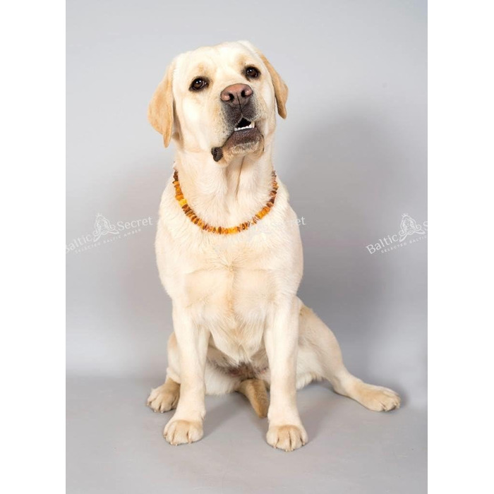 Янтарний намисто для собак | Намисто з бурштину для собак та котів | Намисто для собак з натурального бурштину (28 см)