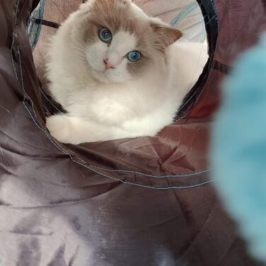 Homtone тунель для котів 5-ходовий, іграшка тунель для котів складаний, тунель для котів для дому та вулиці, великий поліестерний тунель для котів, цуценят, кроликів
