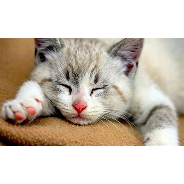 Сухий корм Brit Care Cat Grain-Free для кошенят, 7 кг