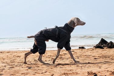 Водонепроникний комплект для собак BT Bear: жилет, дощовик, жилетка, для середніх та великих собак, розмір 6XL, чорний