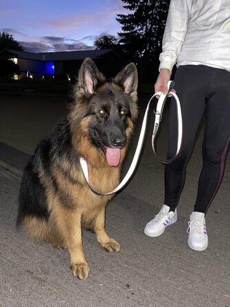Собачий нашийник Cycle Dog L сірий
