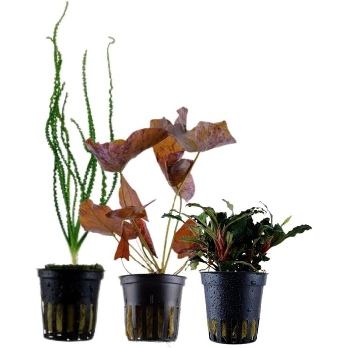 Набір акваріумних рослин 3 шт. Ексклюзив: Crinum calamistratum, Bucephalandra 'Kedagang', Nymphaea Lotus для акваскейпу