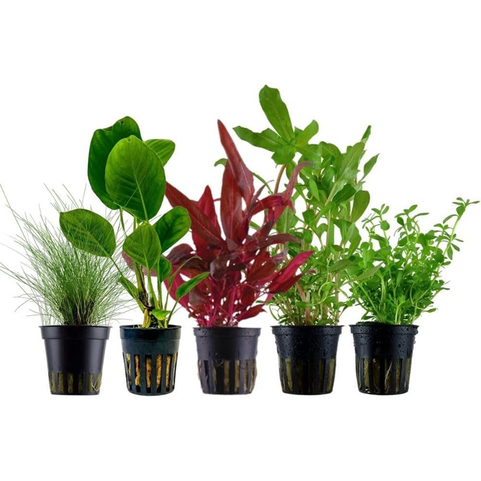 Набір акваріумних рослин AquaOne 5 шт: Lilaeopsis, Lagenandra, Cryptocoryne, Echinodorus для акваріума, для початківців