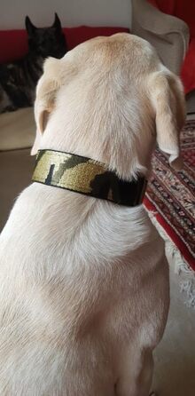 Камуфляжний нашийник для собак, широка стрічка 4 см, м'яка підкладка, військовий стиль, зручна застібка-клік, регульований, оливково-золотий-чорний (до 48 см)