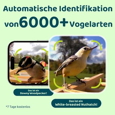 Пташина годівниця з камерою NETVUE Birdfy, Wi-Fi, нічне бачення, сонячна батарея, бамбук, автоматичний відеозапис відвідування птахів