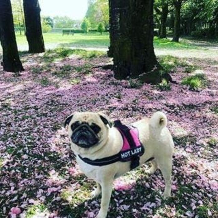 Шлея для собак Julius-K9 IDC Powerharness, темно-рожева, розмір Mini-Mini, з двома безкоштовними індивідуальними нашивками