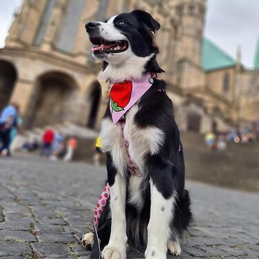 Нашийник для собак Ax & Olly H-For Ultrabequees з неопрену для середніх собак, Monkey Mania, з підкладкою, безпечний та ультралегкий, Kofort – для вашого вірного друга (XS, Strawberry Dream)