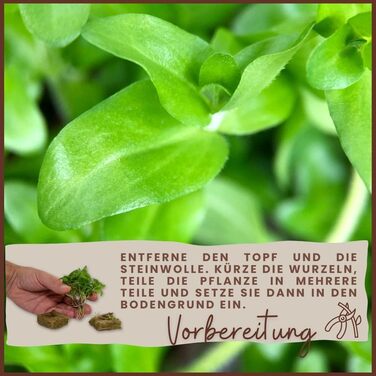 Водяна рослина для акваріума Hydrocotyle leucocephala, 3 шт., середній план, акваріумна рослина з розеткою, повністю вкорінена, легка для акваскейпінгу, декор AquaOne