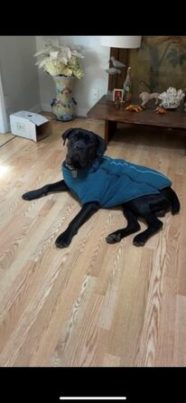 Теплий зимовий костюм для собак BoxDog з поларфлісу, блакитний | для маленьких собак, тепла піджака для собак