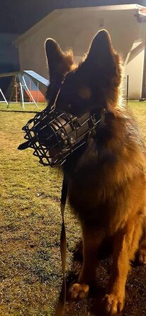 Металевий намордник з гумовим покриттям Dingo Gear для ротвейлера, універсальний, професійний, зручний для довгих прогулянок S03046