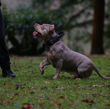 Нашийник Bestia Dog Sport з ручкою для собак, міцний