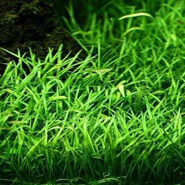 Набір акваріумних рослин AquaOne для нано-акваріума: 3 рослини — стеблова Hygrophila, ґрунтопокривна Eleocharis, аквасети для прісноводних акваріумів
