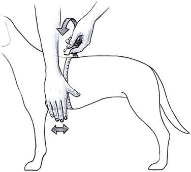 Шлейка для собак K9, розмір L/1, червона