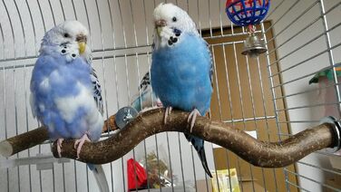 Сидячі жердочки Vogelgaleria для хвилястих папуг, набір пробних натуральних дерев'яних жердочок для клітки