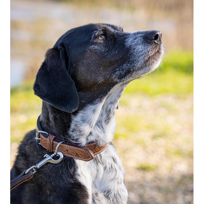 Стильний шкіряний нашийник для собак Джек Рассел від Abey: нашийник з буйволячої шкіри, вишуканий дизайн з різьбленням, м'яка підкладка (S, 26-34 см)