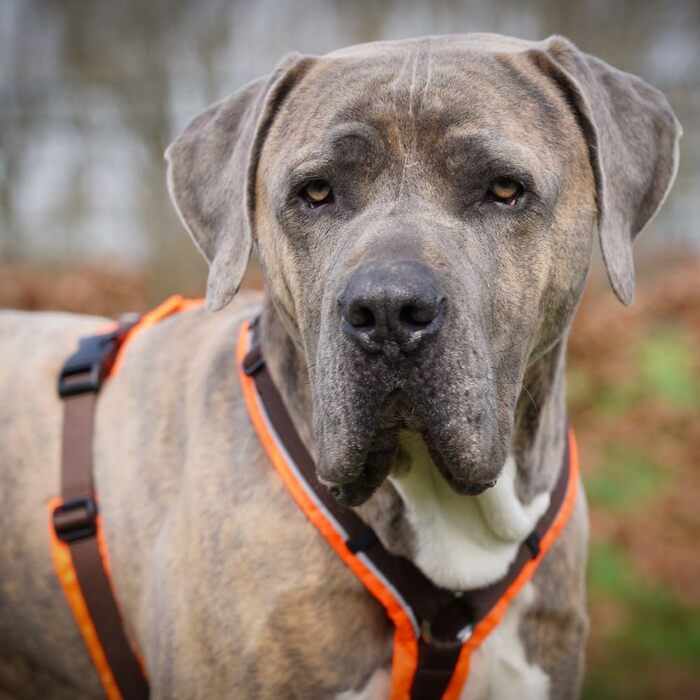 ANNYX Brustgeschirr Protect - жилет для грудей, захисний, помаранчево-коричневий, розмір L (XL)