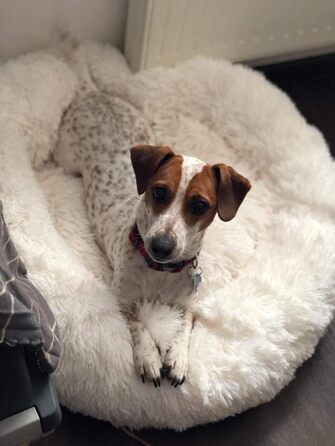 М'яке ліжко-софа для собак Deluxe, кругла, плюшеве, водонепроникне, для великих та екстра-великих собак, 80 см, білий колір