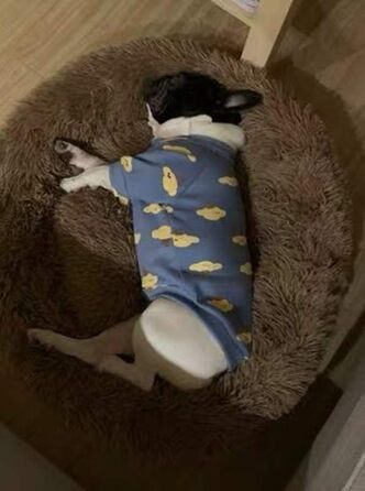 М'яке ліжко-софа для собак Deluxe, кругла, з плюшу, 60 см, коричнева. Підходить для великих та екстра-великих собак та котів. З вологостійким дном.