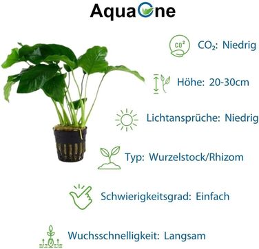 Набір анубіасів для акваріума — 4 шт. Anubias caladiifolia, angustifolia, barteri, nana для цихлідника та рослинного акваріума