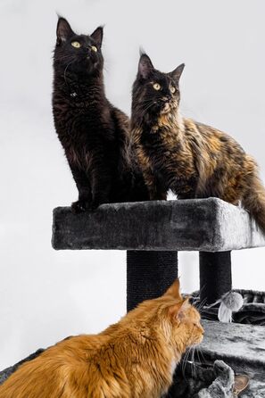 Дерев'яний кігтеточка для великих котів Petrebels Maine Coon XXL Lookout 198, надміцний, стовпи 15 см Ø, 100x60x198 см, чорний