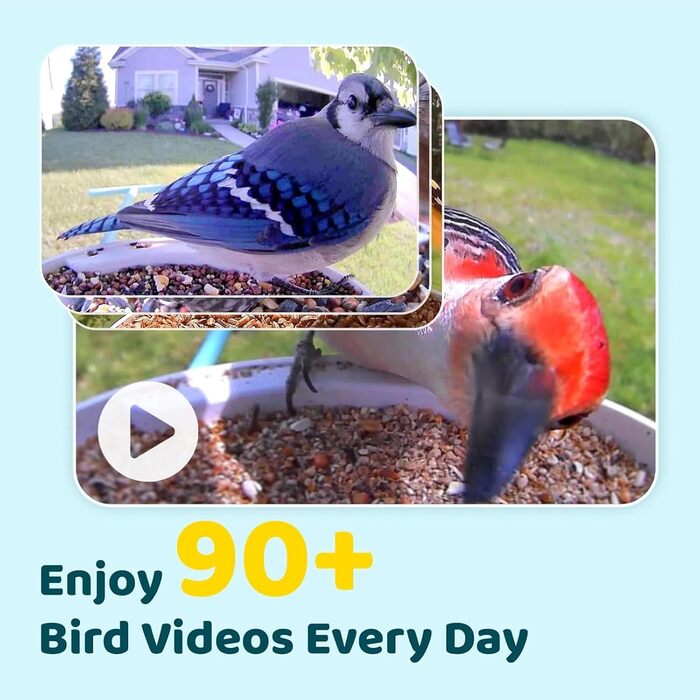 Розумна годівниця для птахів з камерою NETVUE Birdfy, 1080P HD, сонячна батарея, мобільний додаток, автоматичне виявлення, сповіщення в реальному часі
