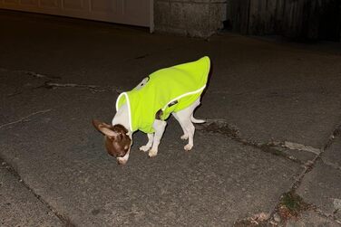 Тепла жилетка для собак та котів Jacko & Co з кільцем для повідка – м'яка, легка, дихаюча (XS, ліно-зелений)