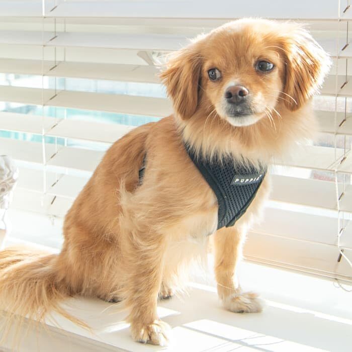 Шлея Puppia Soft Superior A для малих і середніх собак, супер м'яка