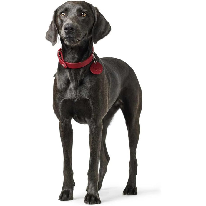 Нашийник для собак HUNTER AALBORG, колір: коньяк, міцне шкіряне обплетення, ідеальний для спорту та повсякденного використання, з шкіряним брелоком, Made in Germany, розмір 37 коньяк 37