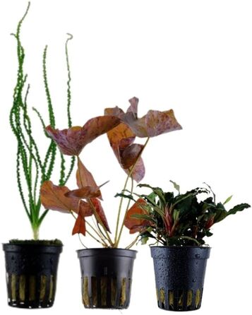 Набір акваріумних рослин 3 шт. Ексклюзив: Crinum calamistratum, Bucephalandra 'Kedagang', Nymphaea Lotus для акваскейпу