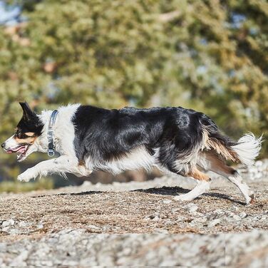 Нашийник для собак Non-stop dogwear Cruise з обмежувачем натягу, чорний, розмір L, зручний